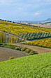 campagna abruzzese 3