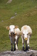calf