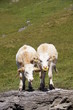 calf