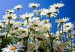 camomile, view from below