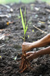 Photo: planting planting