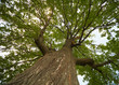 Crown of an old oak