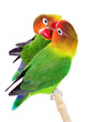 Pair of lovebirds