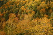 Panorama eines goldenen, gelben Herbstwaldes