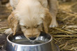 Golden retriver puppy
