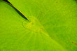 Water on Green Lotus Leaf