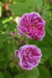 canvas print picture - Rosa x damascena / Rose de Damas / Rose de Puteaux