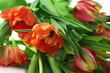 Tulpen