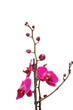 beautiful orchid