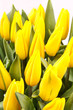 beautiful yellow tulips