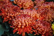 Chrysanthemen