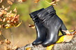 Pair of black female boots in autumn park