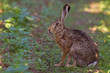 Photo: Portrait of a sitting brown hare Portrait of a sitting brown hare