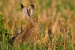 Photo: Portrait of a sitting brown hare Portrait of a sitting brown hare