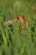 Photo: Portrait of a sitting brown hare Portrait of a sitting brown hare