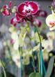 orchidées sous serre