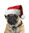 Weihnachtsmops weiß 2 Weihnachtsmops weiß 2