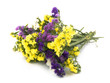 Statice flowers - Limonium Sinuatum Statice flowers - Limonium Sinuatum