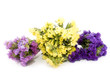 Statice flowers - Limonium Sinuatum Statice flowers - Limonium Sinuatum