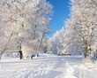Winter park in snow Winter park in snow