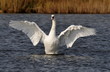Höckerschwan2