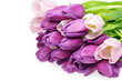 tulips tulips