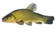tench