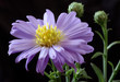 Beautiful violet flower Beautiful violet flower
