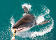 Tiburón blanco
