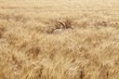 Tail of a mixed breed Golden Retriever-Poodle in a field, Kent