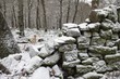 Mixed breed Golden Retriever-Poodle cross in winter forest, Kent