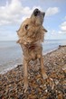 Photo: Mixed-breed Golden Retriever-Poodle cross shaking wet fur on pebble beach, Herne Bay, Kent Mixed-breed Golden Retriever-Poodle cross shaking wet fur on pebble beach, Herne Bay, Kent
