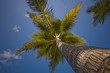 Palme