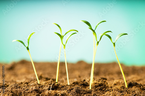 Photo: Green seedling illustrating concept of new life Green seedling illustrating concept of new life
