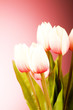 Bunch of tulip flowers on the table Bunch of tulip flowers on the table