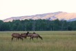 Mule Deer Mule Deer