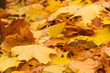 autumn maple leaves