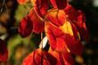 Feuillage du Lilas d'Inde en automne Feuillage du Lilas d'Inde en automne