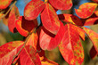 Lilas d'Inde en automne Lilas d'Inde en automne