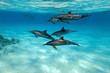 Dolphins in the sea