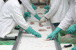poultry processing meat food industry poultry processing meat food industry
