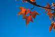 rusty leaf