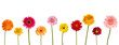 flower nature garden botany daisy bloom