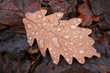 Brown leaf