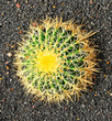 kaktus