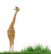 giraffe and grass isolated