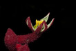 Australian Kangaroo Paw