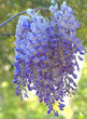 Wisteria