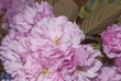Pink Blossom