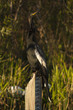 Anhinga stretching neck on a water level measure post